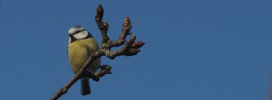 Blaumeise Fritzi 1 FB Banner Blaumeise Fritzi 1 FB Banner