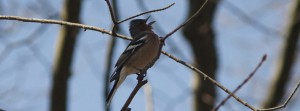 Buchfink beim Twittern FB Banner Buchfink beim Twittern FB Banner