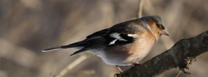 Buchfink schaut FB Banner Buchfink schaut FB Banner