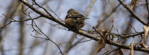 Buchfink von hinten FB Banner Buchfink von hinten FB Banner