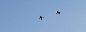 Entenflug FB Banner Entenflug FB Banner