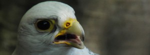 Falke Helios FB Banner Falke Helios FB Banner