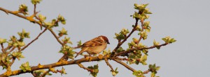 Feldsperling auf Frühlingsast FB Banner Feldsperling auf Frühlingsast FB Banner