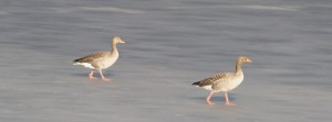 Gänse mit kalten Füßen FB Banner Gänse mit kalten Füßen FB Banner