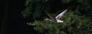 Gans im Flug FB Banner Gans im Flug FB Banner