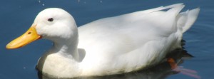 Kleine weiße Ente FB Banner Kleine weiße Ente FB Banner
