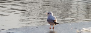 Möwe auf Eisplatte FB Banner Möwe auf Eisplatte FB Banner
