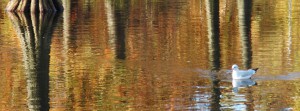 Möwe im Herbstsee FB Banner Möwe im Herbstsee FB Banner