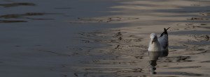 Möwe im See 1 FB Banner Möwe im See 1 FB Banner