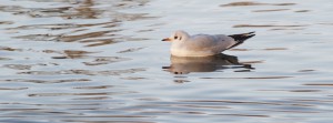 Möwe im Wasser FB Banner Möwe im Wasser FB Banner