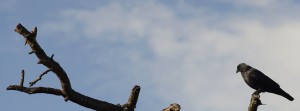Rabe auf alten Baum FB Banner Rabe auf alten Baum FB Banner