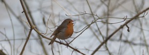 Rotkelchen auf Ast FB Banner Rotkelchen auf Ast FB Banner