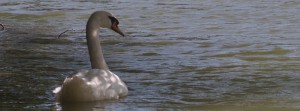 Schwan im See FB Banner Schwan im See FB Banner