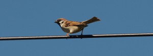 Spatz auf der Leitung FB Banner Spatz auf der Leitung FB Banner