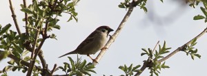 Spatz auf Frühlingszweig FB Banner Spatz auf Frühlingszweig FB Banner