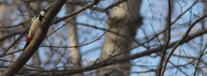 Specht hinterm Ast FB Banner Specht hinterm Ast FB Banner