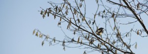 Vogel im Vorfrühling FB Banner Vogel im Vorfrühling FB Banner