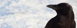 Winter-Rabe FB Banner Winter-Rabe FB Banner