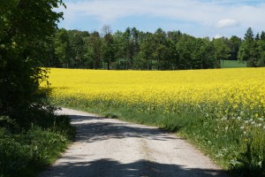 Feldweg am Rapsfeld Feldweg am Rapsfeld