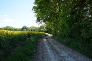 Feldweg am Rapsfeld im Schatten der Bäume Feldweg am Rapsfeld im Schatten der Bäume