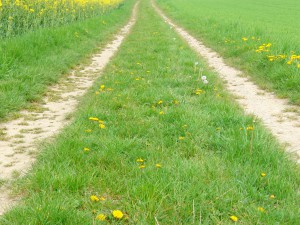 Feldweg mit Löwenzahn Feldweg mit Löwenzahn