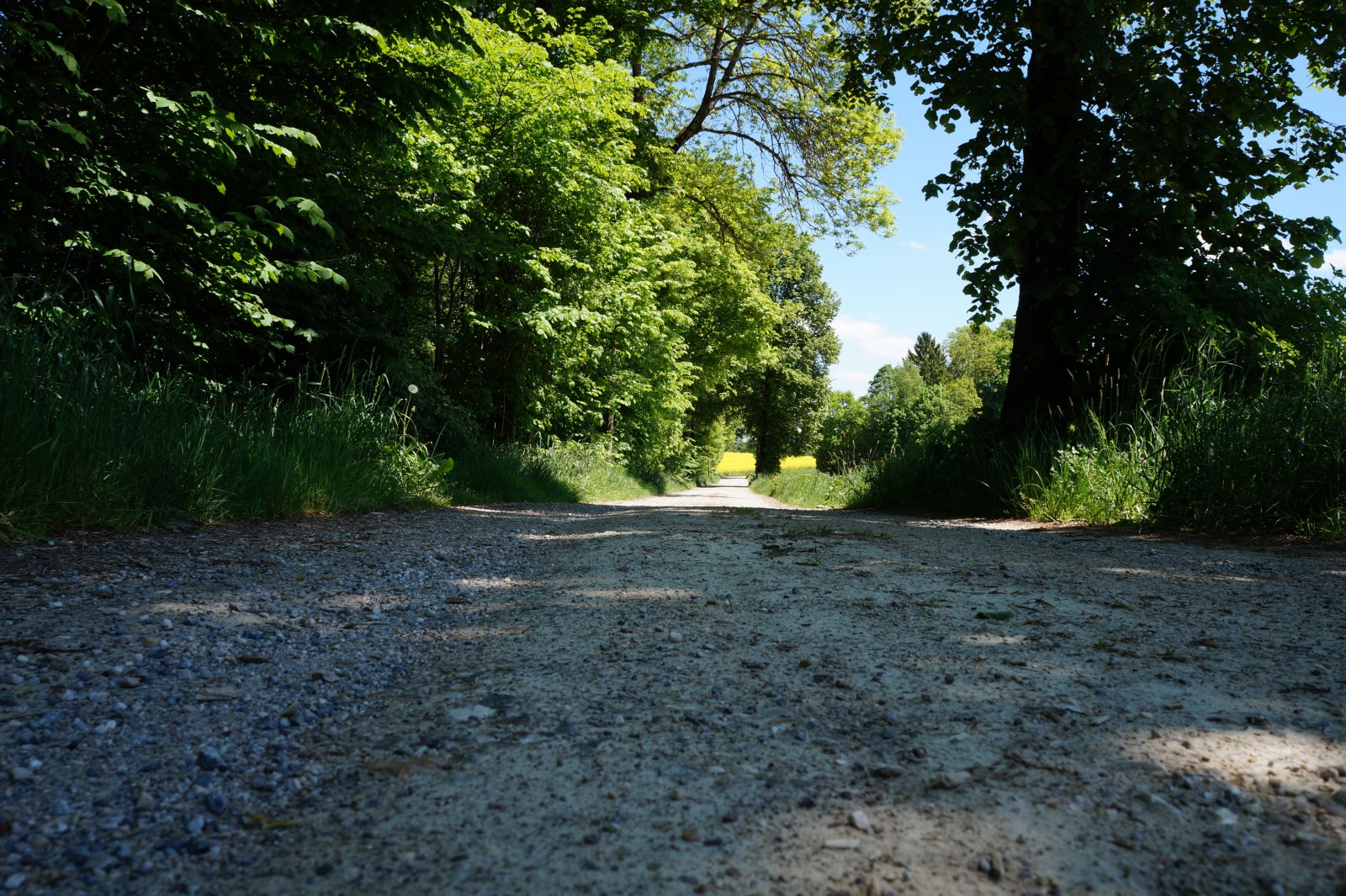 Feldweg zum Rapsfeld im Schatten der Bäume Feldweg zum Rapsfeld im Schatten der Bäume