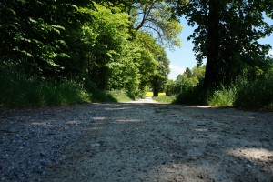Feldweg zum Rapsfeld im Schatten der Bäume Feldweg zum Rapsfeld im Schatten der Bäume