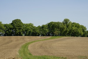 Grüner Weg Grüner Weg