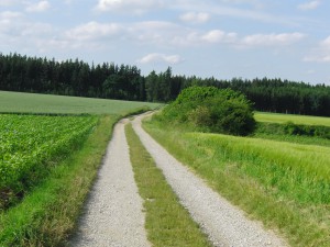 Feldweg am jungen Maisfeld vorbei Feldweg am jungen Maisfeld vorbei