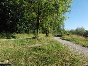 Weg in Münchnern Isarauen Weg in Münchnern Isarauen