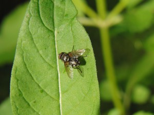 Fliege am Blatt Fliege am Blatt