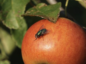 Fliege auf Apfel Fliege auf Apfel