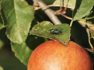 Fliege auf Apfelbaumblatt Fliege auf Apfelbaumblatt