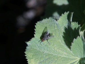Fliege auf Blatt Fliege auf Blatt