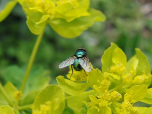 Fliege auf gelber Blume Fliege auf gelber Blume