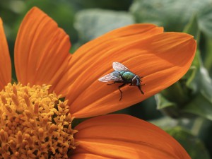 Fliege auf oranger Sommerblüte Fliege auf oranger Sommerblüte