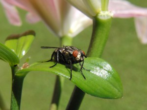 Fliege beim Sonnenbad Fliege beim Sonnenbad