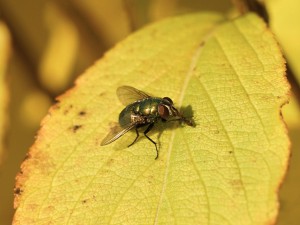 Fliege im Herbst Fliege im Herbst