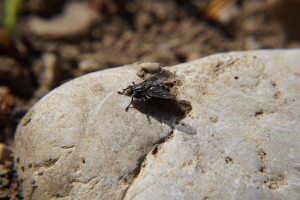 Graue Fleischfliege Graue Fleischfliege