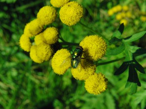 Grüne Fliege Grüne Fliege