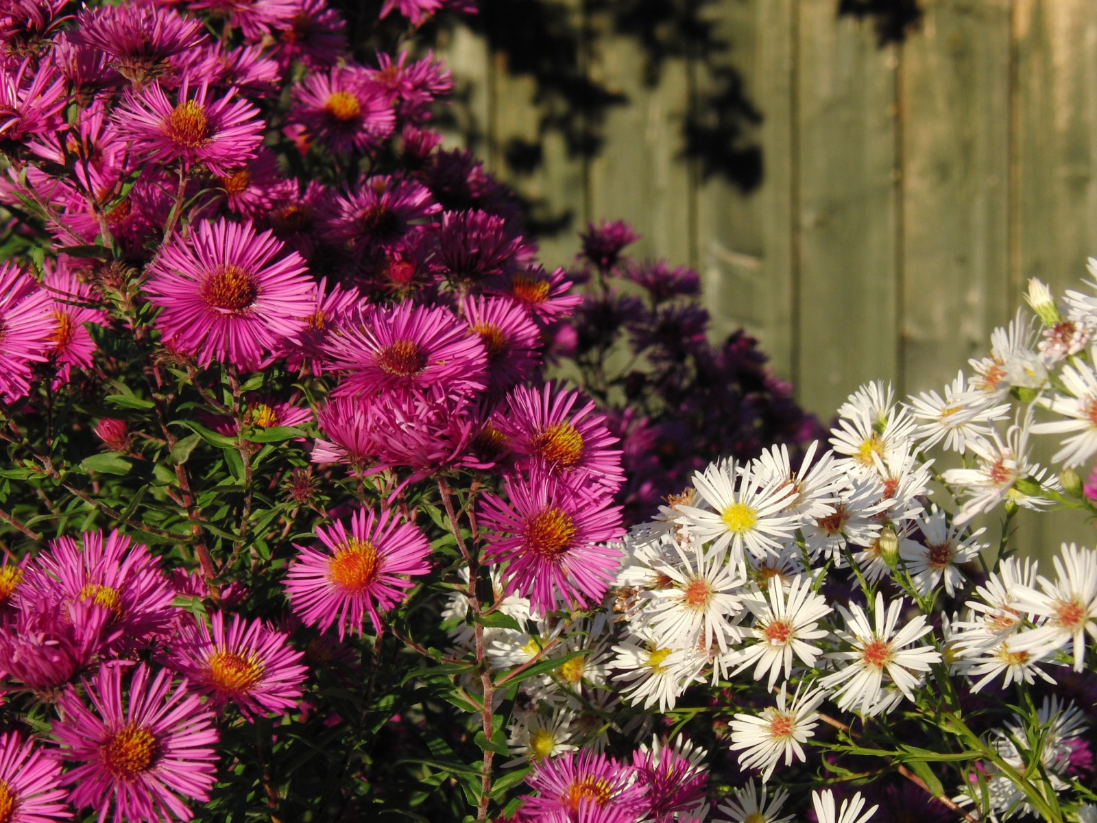 Herbstastern Textur  Herbstastern Textur