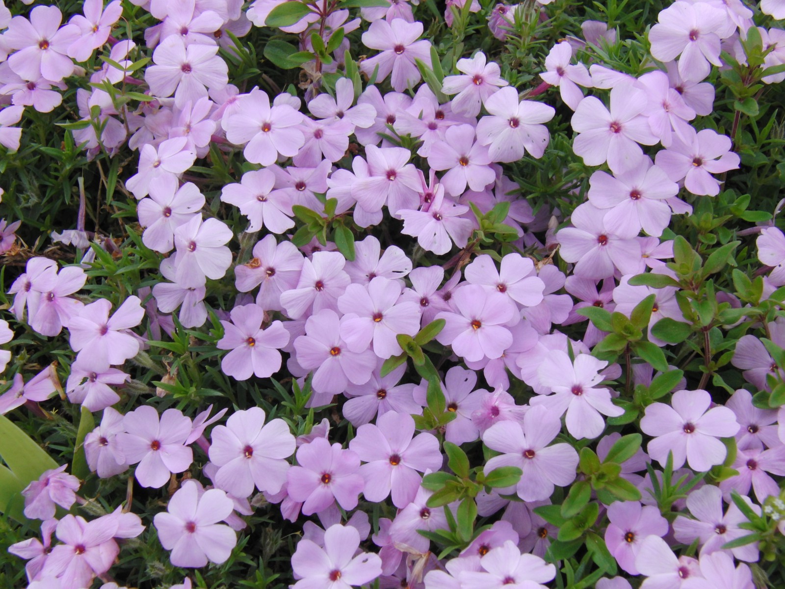 Lila Blumen Textur Lila Blumen Textur