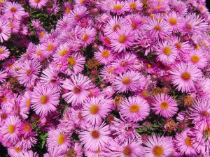 Lila Herbstastern Textur Lila Herbstastern Textur