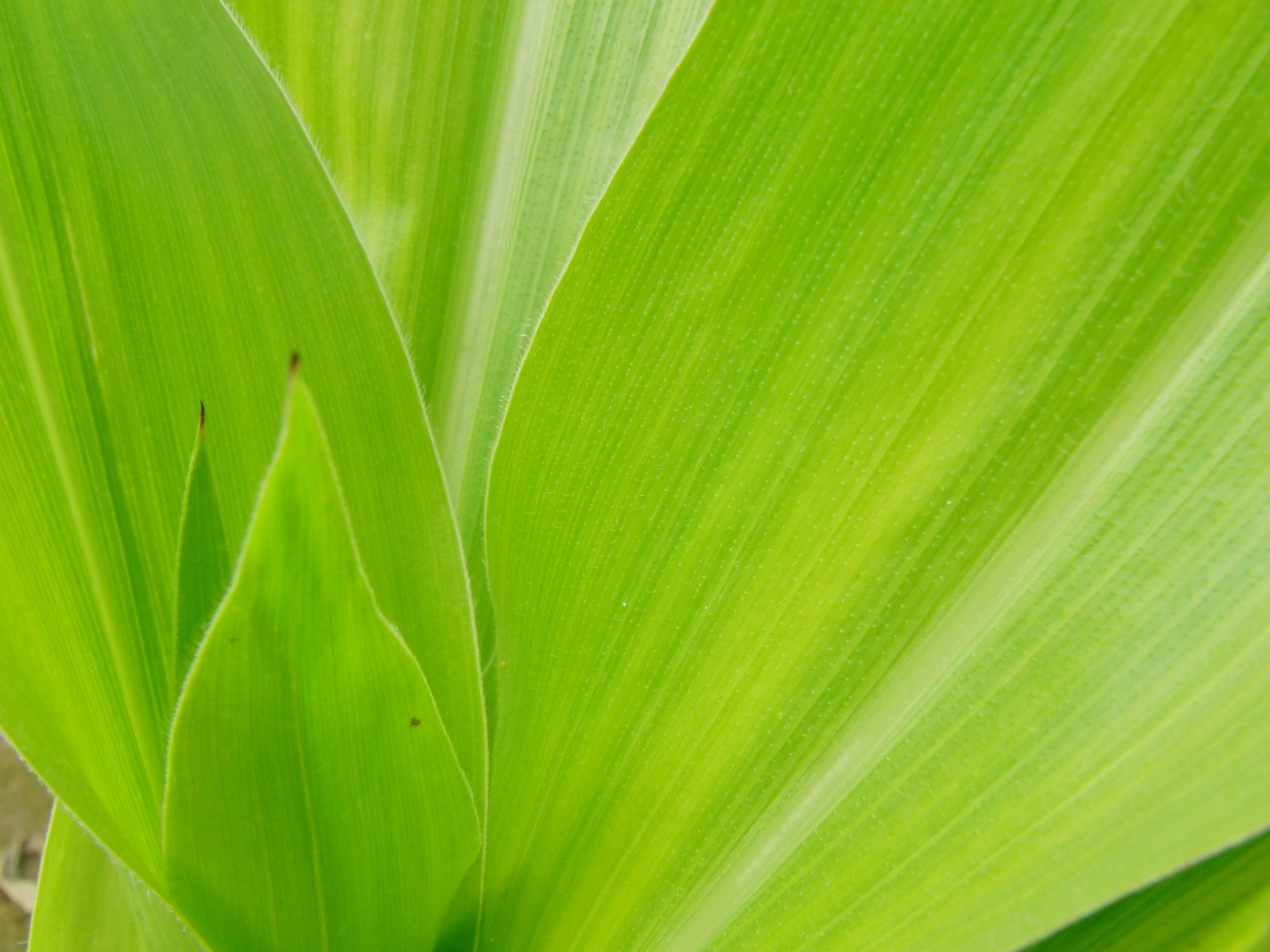 Maisblätter Textur Maisblätter Textur