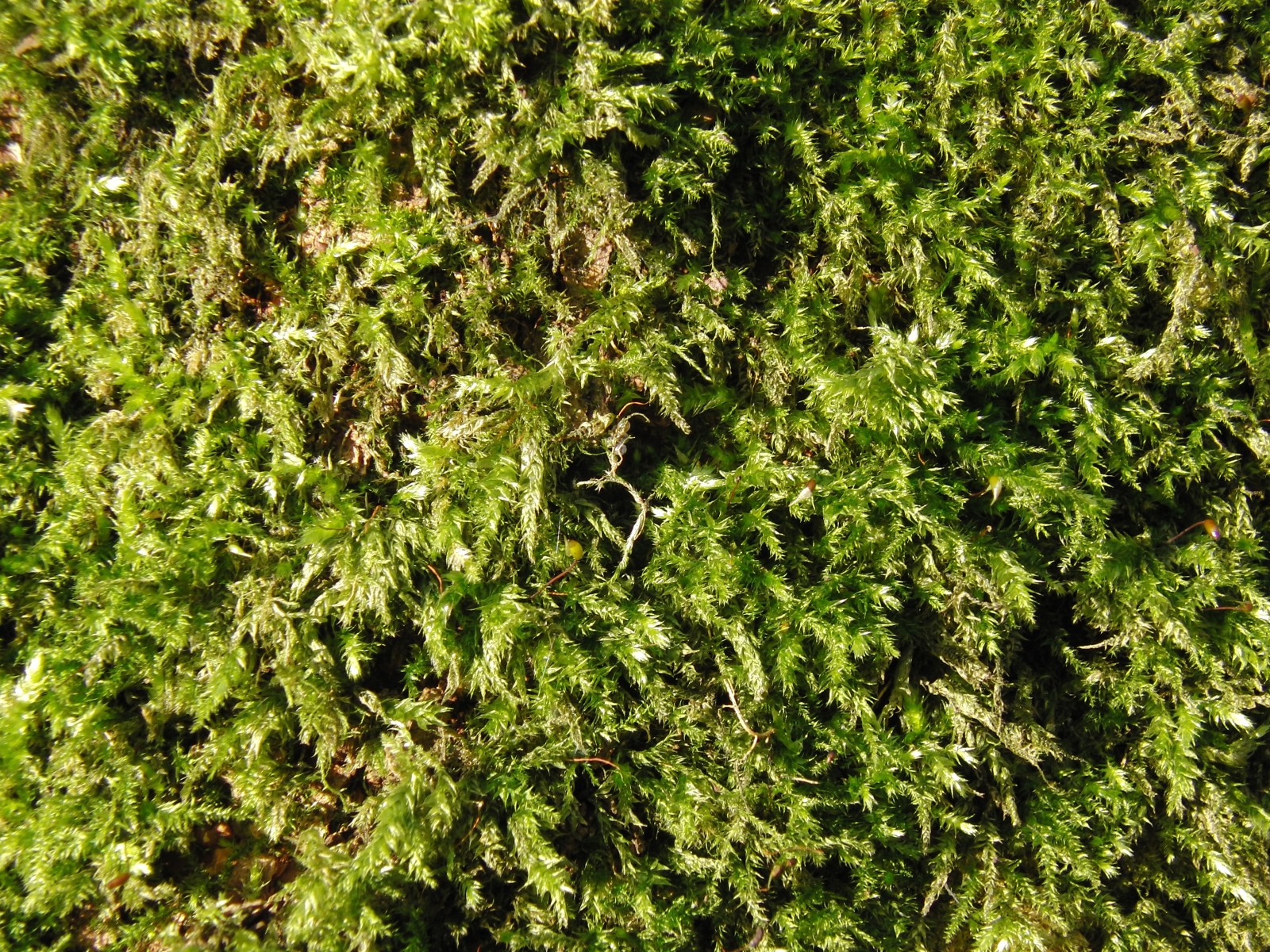 Moos in Sonnenlicht Textur Moos in Sonnenlicht Textur