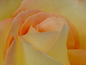  Rosentextur orange