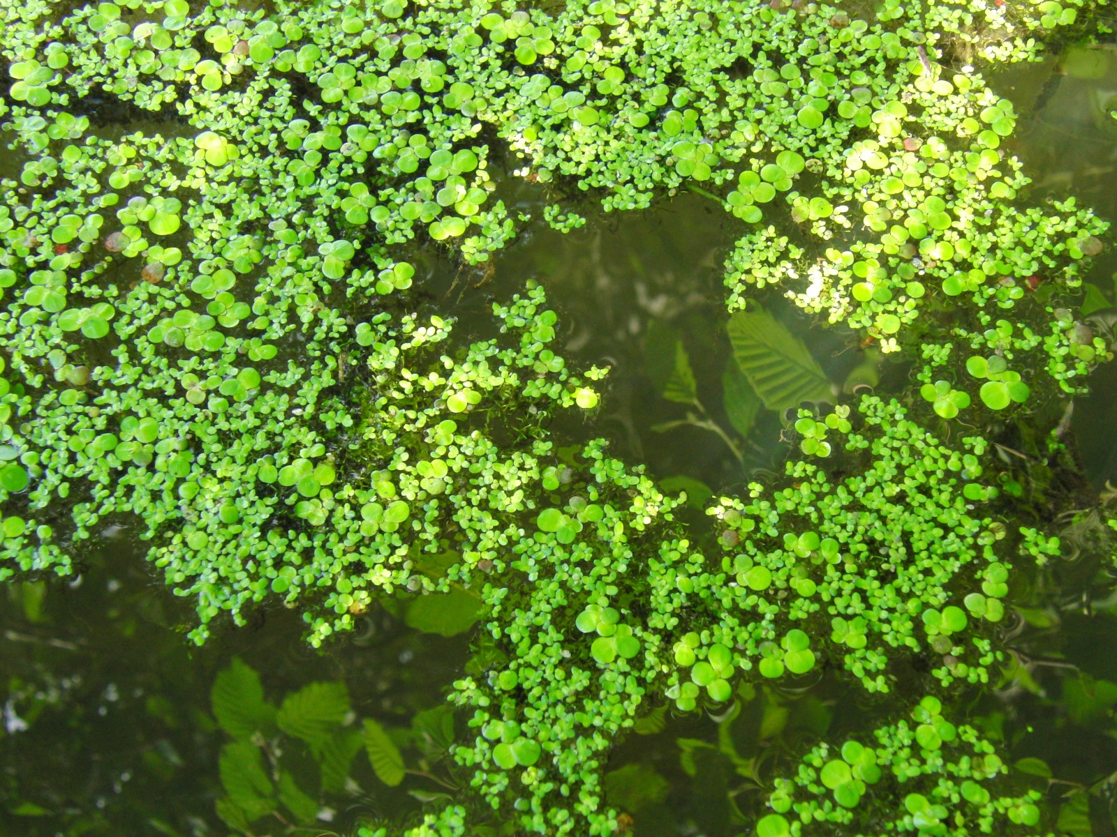 Teich mit Wasserlinsen Textur Teich mit Wasserlinsen Textur