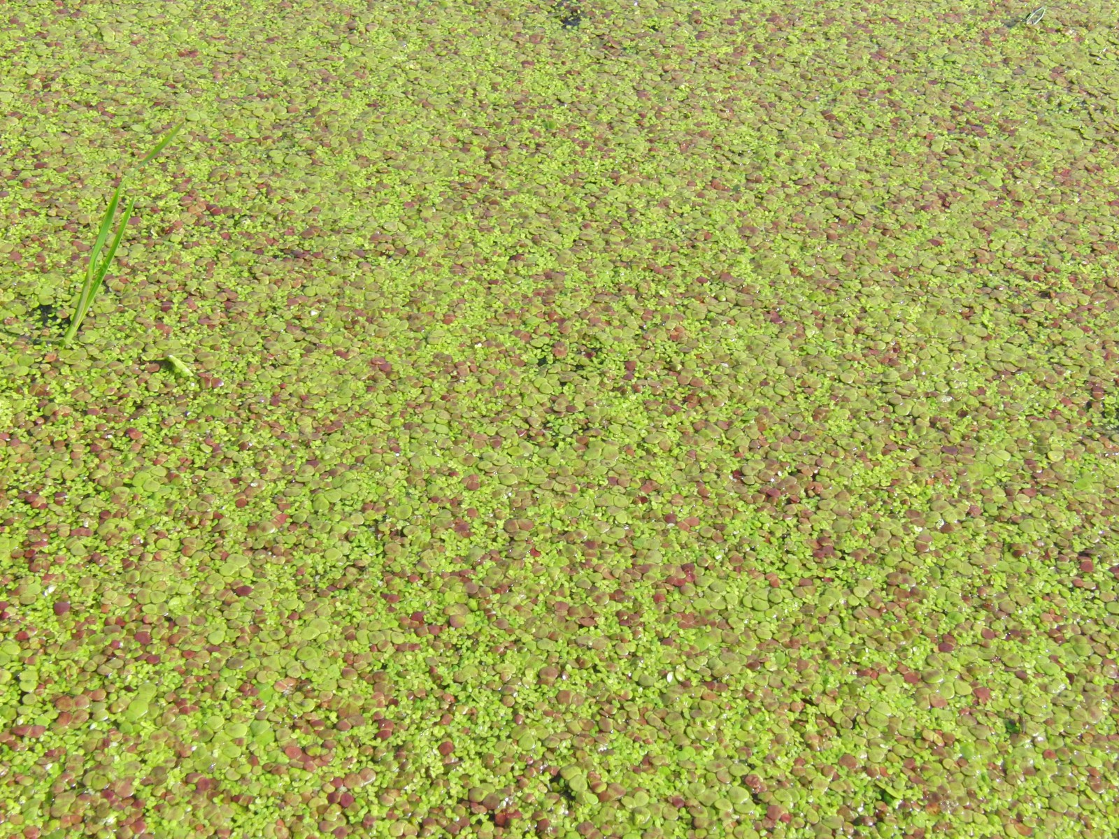 Wasserlinsen Textur 4 Wasserlinsen Textur 4