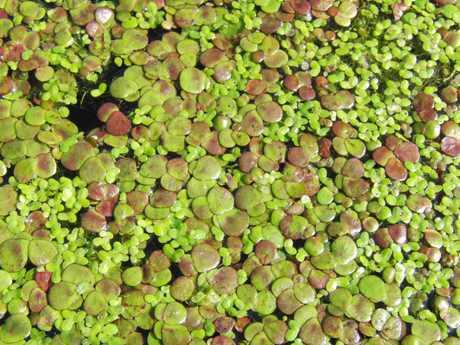 Wasserlinsen Textur 2 Wasserlinsen Textur 2