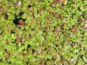 Wasserlinsen Textur 2 Wasserlinsen Textur 2